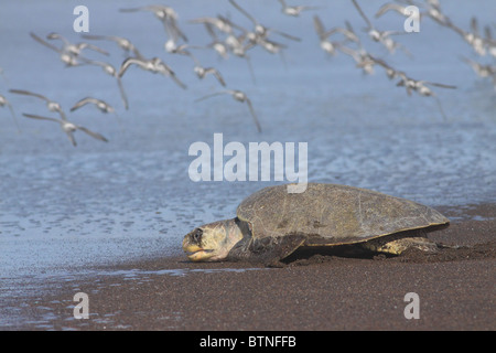 La tortue olivâtre (Lepidochelys olivacea) et de Pluviers argentés (Pluvialis squatarola). Playa Ostional, Costa Rica Banque D'Images