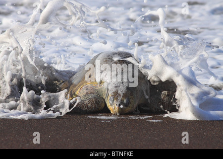 La tortue olivâtre (Lepidochelys olivacea) vient à terre pour nicher au cours d'arribada. Playa Ostional, Guanacaste, Costa Rica Banque D'Images