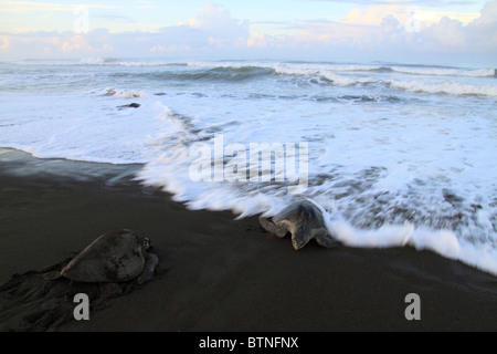 Les tortues olivâtres (Lepidochelys olivacea) viennent à terre pour nicher. Au cours d'arribada. Playa Ostional, Guanacaste, Costa Rica Banque D'Images