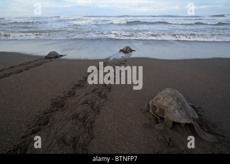 Les tortues olivâtres (Lepidochelys olivacea) Retour à la mer après la nidification au cours arribada. Playa Ostional, Guanacaste, Costa Rica Banque D'Images