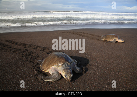 Les tortues olivâtres (Lepidochelys olivacea) viennent à terre pour pondre des oeufs pendant arribada. Playa Ostional, Guanacaste, Costa Rica Banque D'Images