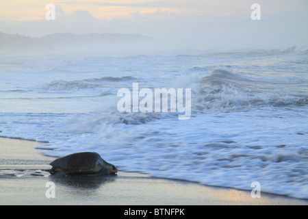 La tortue olivâtre (Lepidochelys olivacea) retourne à la mer après la nidification au cours de arribad. Playa Ostional, Guanacaste, Costa Rica Banque D'Images