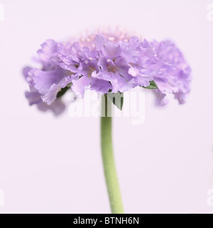 Scabious flower pincushion mauve (Scabiosa) sur un fond uni Banque D'Images