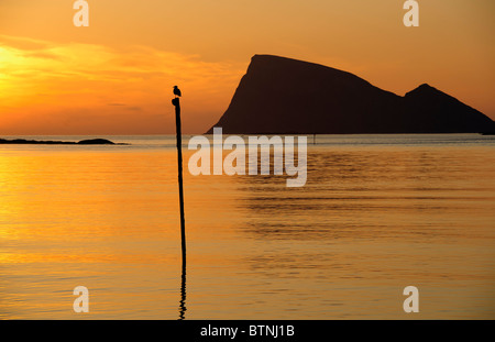 Seagull assis sur un mât, un seamark. Soleil de minuit dans le Nord de la Norvège. Silhouette de la montagne Haja (Håja) dans l'arrière-plan. Banque D'Images