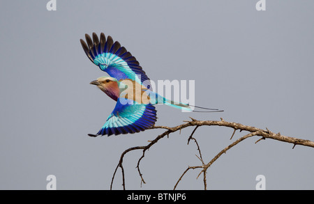 Lilac-breasted Roller en vol, le Parc National de Kruger. Banque D'Images