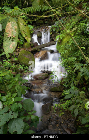 En forêt tropicale du Parc National Tapanti, Costa Rica Banque D'Images