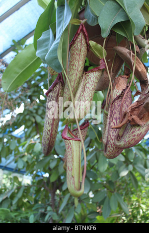 Nepenthes Maxima / La Grande Sarracénie Banque D'Images