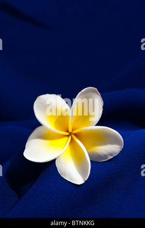 Plumeria. Fleur de frangipanier sur tissu bleu. L'Inde Banque D'Images