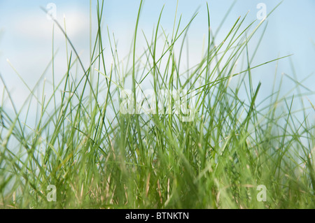 Extreme low angle view of blades of grass Banque D'Images