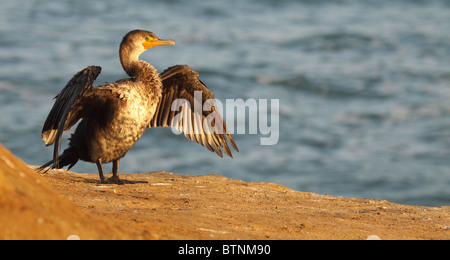Un cormoran au soleil le long de la côte de l'océan. Banque D'Images