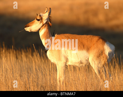 L'Antilope d'une radio avec un collier-sur dans le Dakota du Sud. Banque D'Images