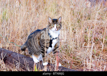 Rayures de tigre chat dans un harnais en laisse Banque D'Images