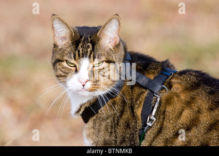 Rayures de tigre chat dans un faisceau Banque D'Images