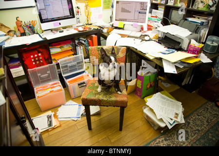 Boston terrier assis au bureau malpropre Banque D'Images