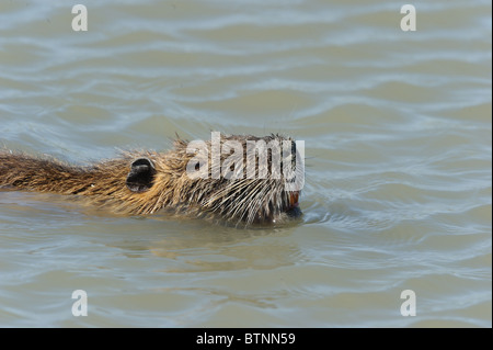 - Ragondin Ragondin (Myocastor coypus) natation - Camargue - France Banque D'Images