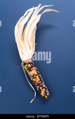 Indian corn close up shot Banque D'Images