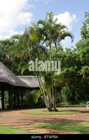 Un groupe de hauts palmiers poussant dans un jardin de l'hôtel, Hazyview, Afrique du Sud. Banque D'Images