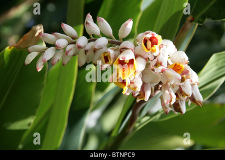 Alpinia zerumbet Gingembre, Shell, Zingiberaceae. La lumière aka galanga, Porcelaine, Lily rose fleur Papillon Shell, le gingembre. Banque D'Images