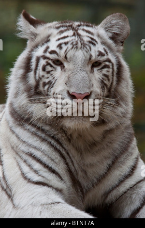 Portrait du tigre blanc Banque D'Images