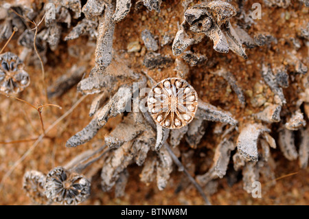 Ouvrir la capsule de semence de Leipoldtia vide, Parc national de Richtersveld TransFrontier, Afrique du Sud Banque D'Images