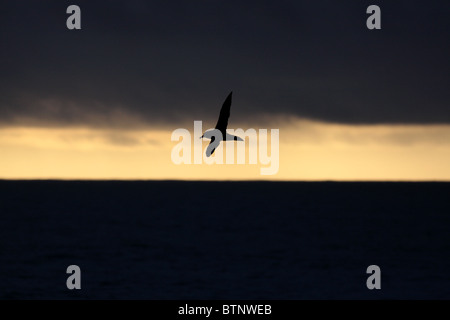 Vol d'albatros en Antarctique avec comme toile de fond la mer bleue Banque D'Images