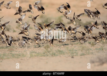 Nuée d'oiseaux à l'atterrissage à un point d'eau dans le désert Banque D'Images