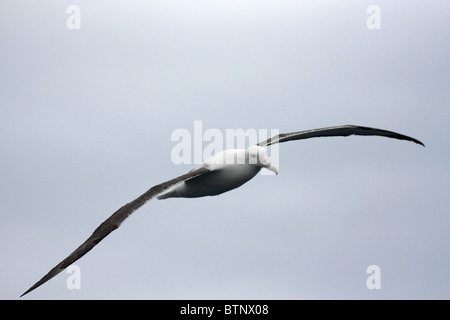 La mer glisse plus d'albatros Banque D'Images