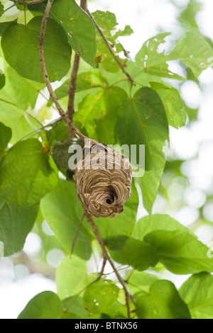 Hornet nichent dans un arbre Banque D'Images