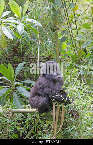 Le gorille des montagnes de la baie d'escalade dans les arbres Banque D'Images