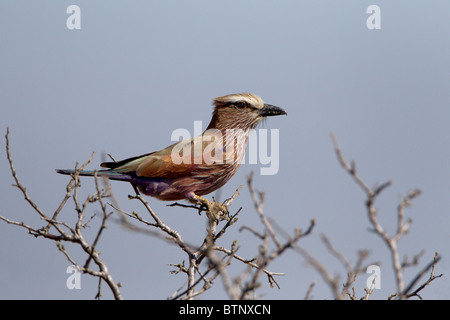 Rouleau de pourpre sur la perche, Kruger National Park, Afrique du Sud Banque D'Images