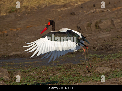 Saddle-billed Stork décollant près d'un étang dans le parc Kruger, Afrique du Sud. Banque D'Images