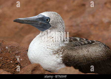 Gros plan d'un butin aux pieds bleus assis à Galapagos, Équateur, Amérique du Sud Banque D'Images