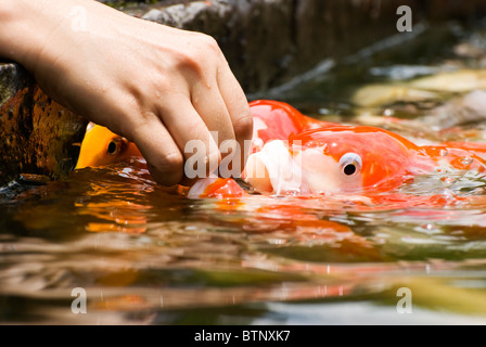 Couleur japonais alimentation carpes (Cyprinus carpio koi) à la main. Banque D'Images