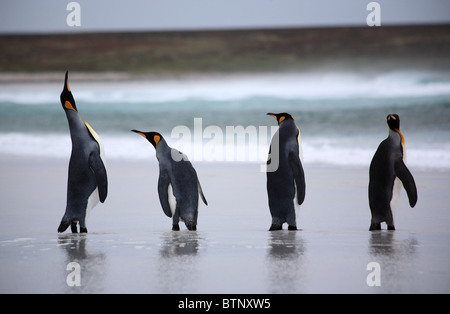 Le manchot royal sur les îles Falkland. Banque D'Images