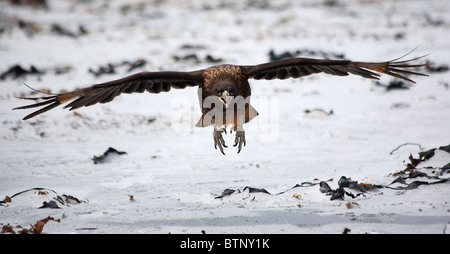 Caracara strié en vol Banque D'Images