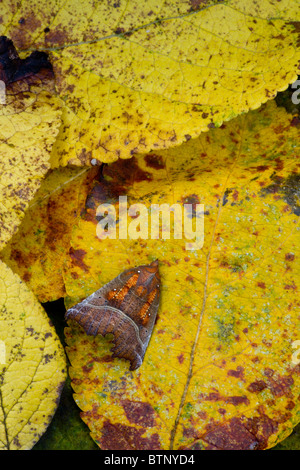 Herald Moth Scoliopteryx libatrix en automne, avant l'hibernation. Le Dorset. Banque D'Images