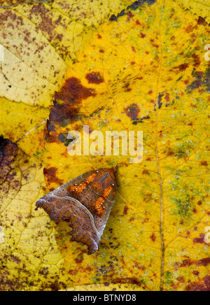 Herald Moth Scoliopteryx libatrix en automne, avant l'hibernation. Le Dorset. Banque D'Images