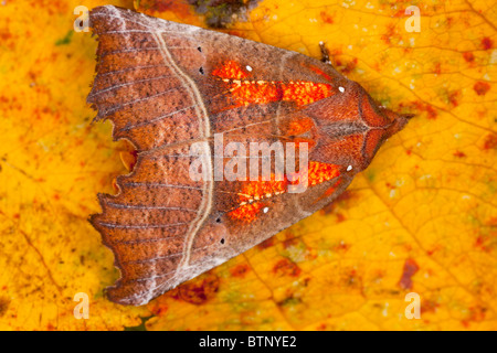 Herald Moth Scoliopteryx libatrix en automne, avant l'hibernation. Le Dorset. Banque D'Images