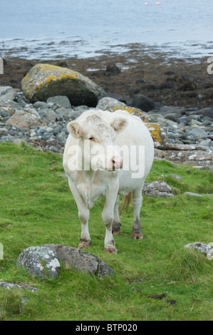 Les jeunes animaux à Neist Point Lighthouse, île de Syke, côte ouest de l'Écosse, l'intérieur Hebreddes Banque D'Images