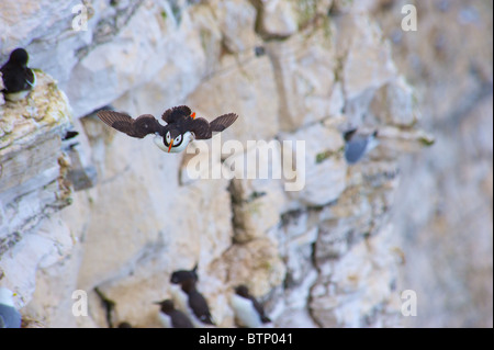 Macareux moine volant à Bempton Cliffs, Yorkshire Banque D'Images
