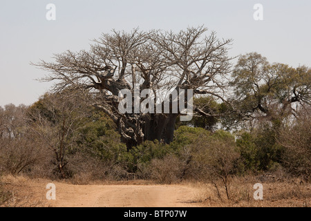 Baobab en Kruger National Park, Afrique du Sud. Banque D'Images