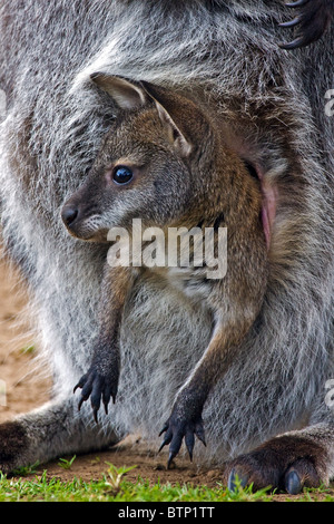 Bennett's bébé Wallaby dans la poche de la mère Banque D'Images