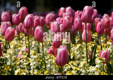 Tulipe rose dans un jardin à Brighton, East Sussex, UK. Banque D'Images