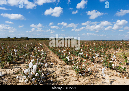 Près de champs de coton dans le centre de Jackson Mississippi, États-Unis Banque D'Images