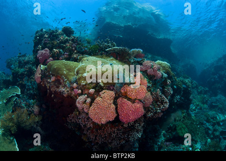 Coraux durs poussent vers le haut vers la surface le long d'une pente près de l'île de Komodo en Indonésie. Banque D'Images