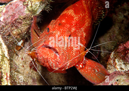 La morue, la tomate La tomate ou le mérou, Cephalopholis sonnerati, nettoyées par deux crevettes Lysmata amboinensis, plus propre. Banque D'Images