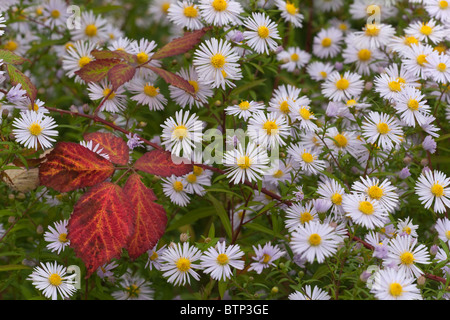 Michaelmas Tribunes Aster novi-belgii et l'automne les feuilles de ronce Banque D'Images