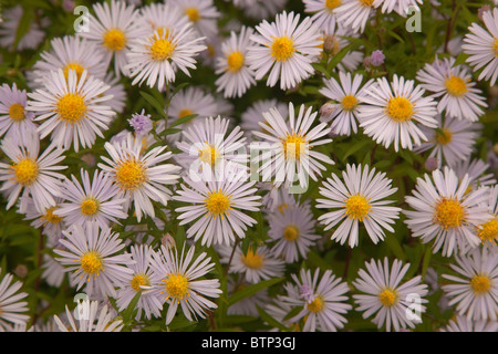 Michaelmas Tribunes Aster novi-belgii et l'automne les feuilles de ronce Banque D'Images