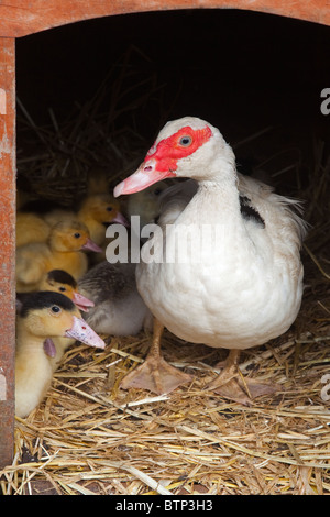 Muscovey Duck avec de jeunes canetons sur une petite Holding Spring de Norfolk Banque D'Images