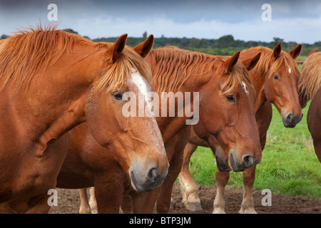 Un groupe de Suffolk Punch chevaux lourds standing in field Banque D'Images